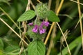 Gray Beardtongue Ã¢â¬â Penstemon canescens Royalty Free Stock Photo